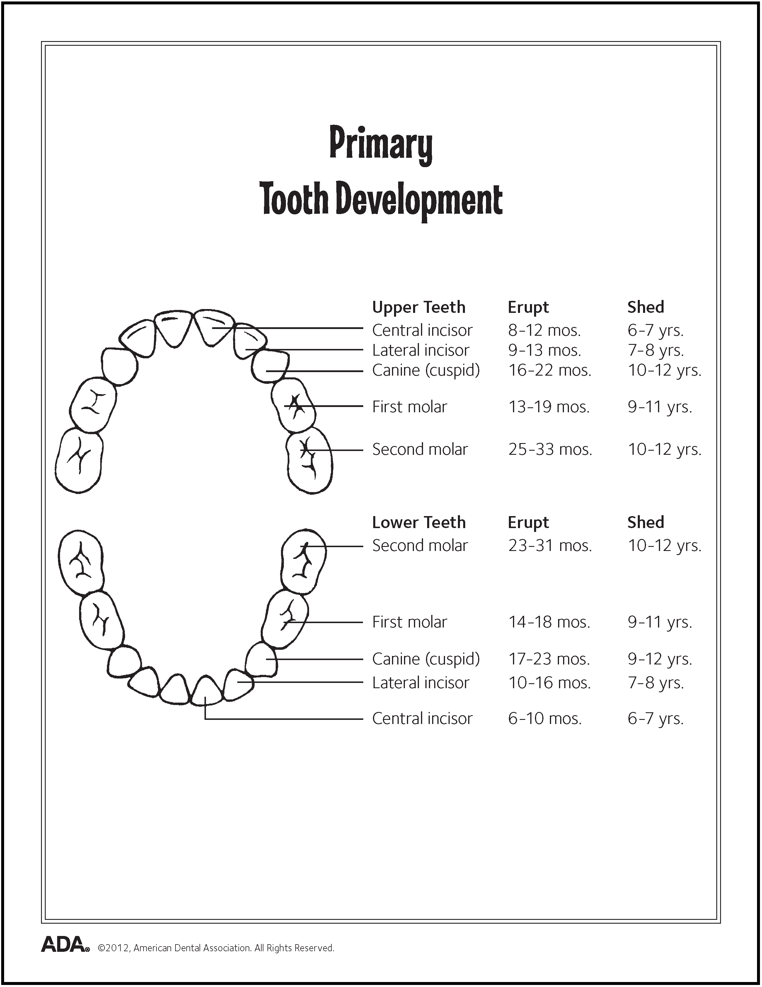 Primary Tooth Development Chart- GKAS 2025